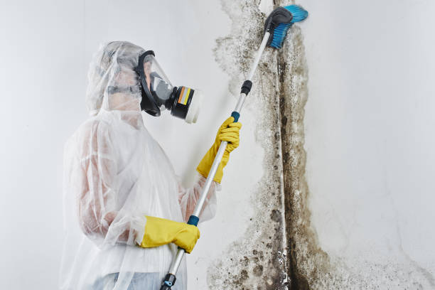 Best Bathroom Mold Remediation in USA